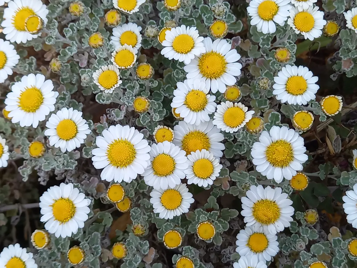 野路菊｜園芸日記byこんちゃん｜みんなの趣味の園芸｜1395947