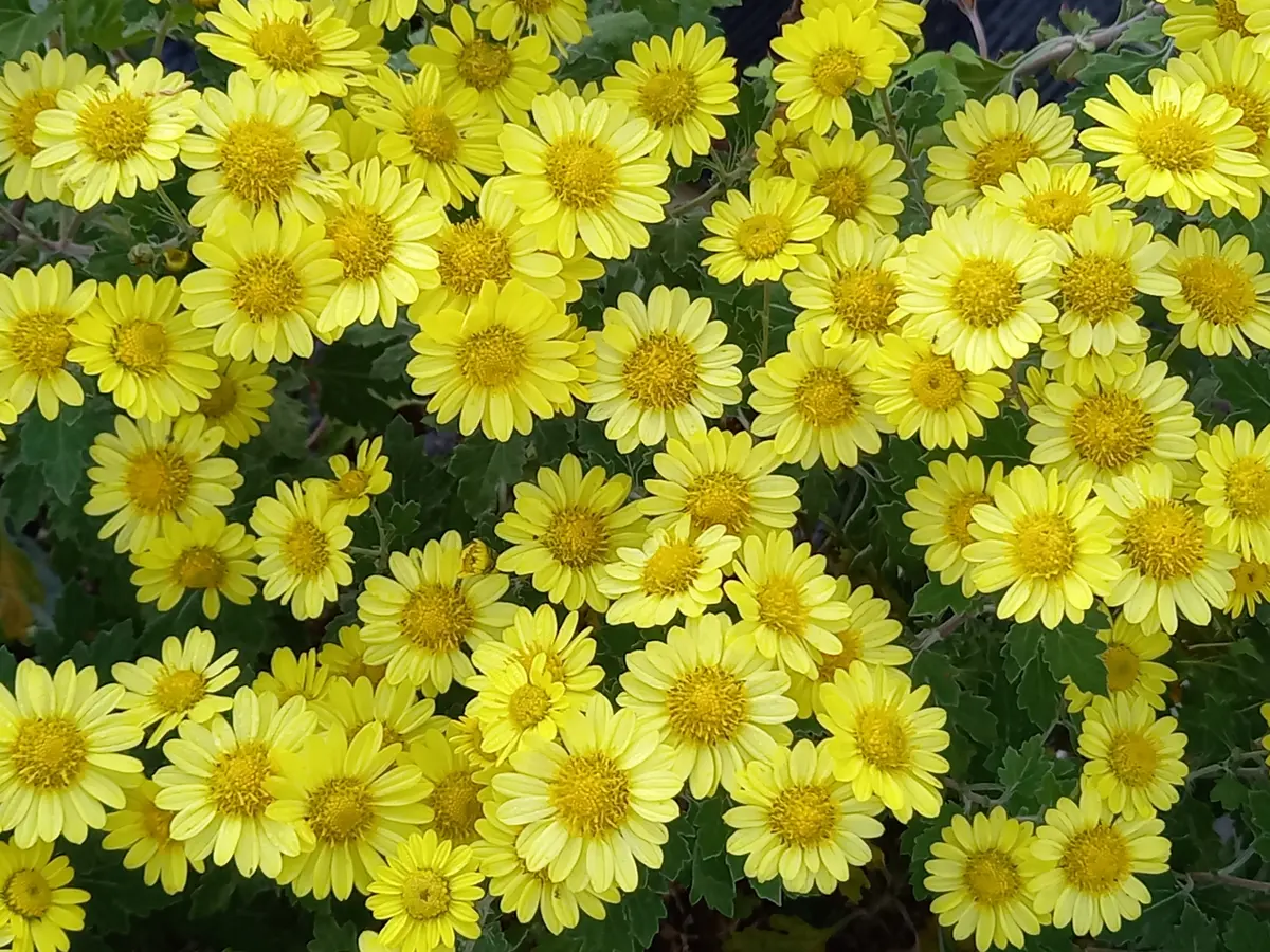 野路菊｜園芸日記byこんちゃん｜みんなの趣味の園芸｜1395947