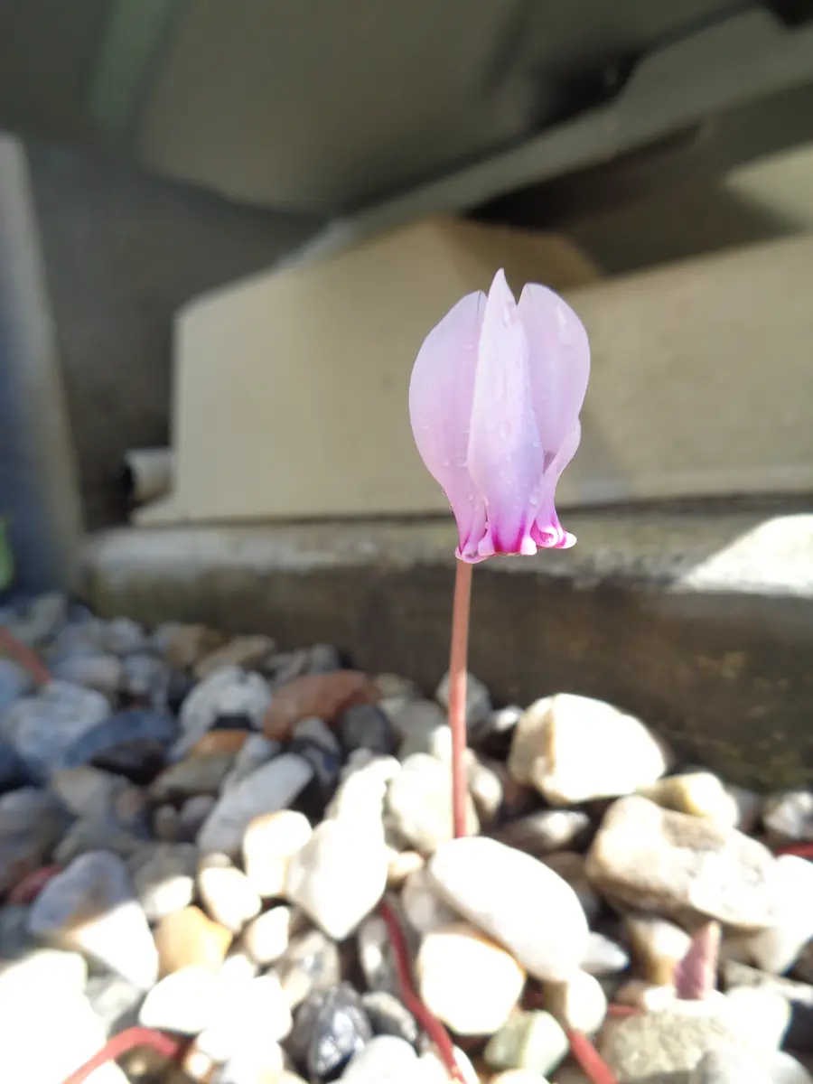 ポリゴナムの日記一覧|fuchiさんの園芸日記-みんなの趣味の園芸