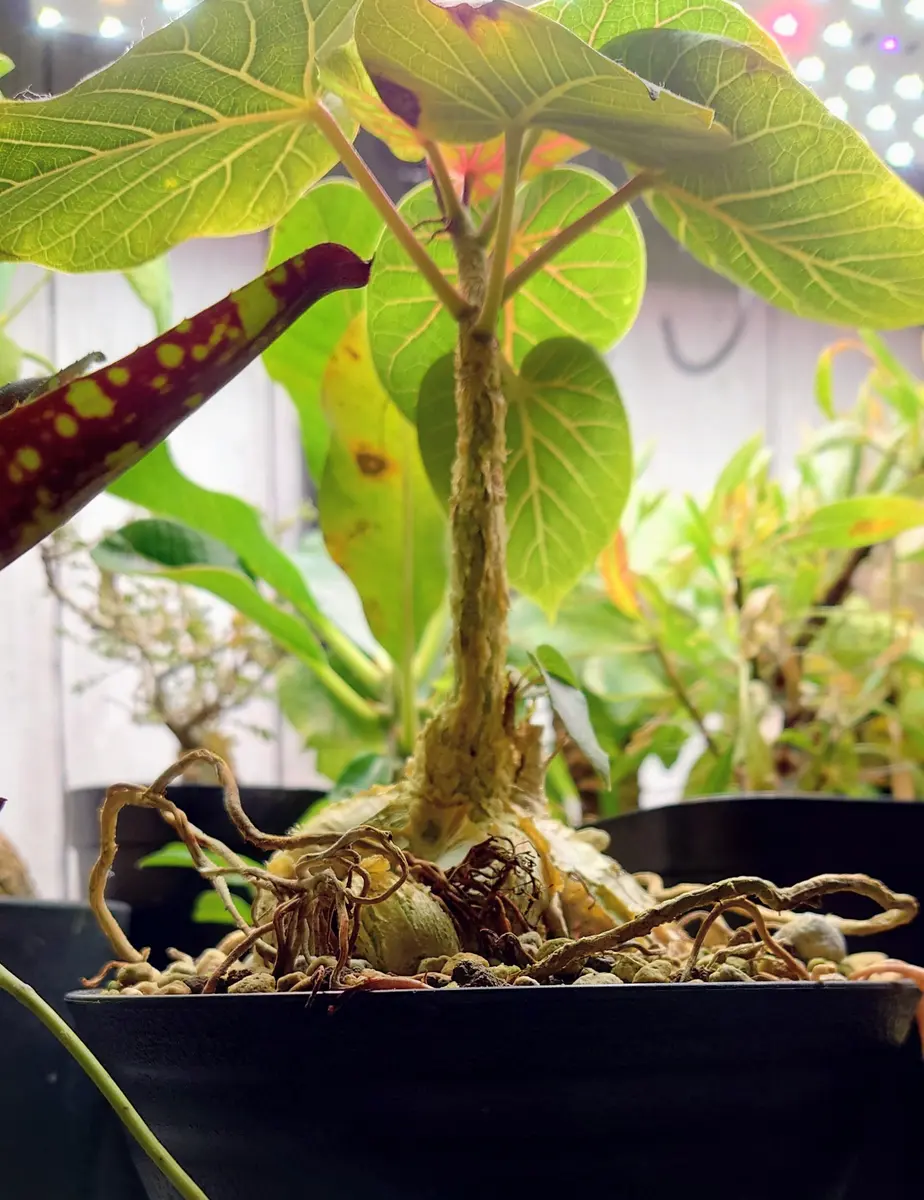 盛り上がってきました！フィカス・ペティオラリスさん。｜園芸日記