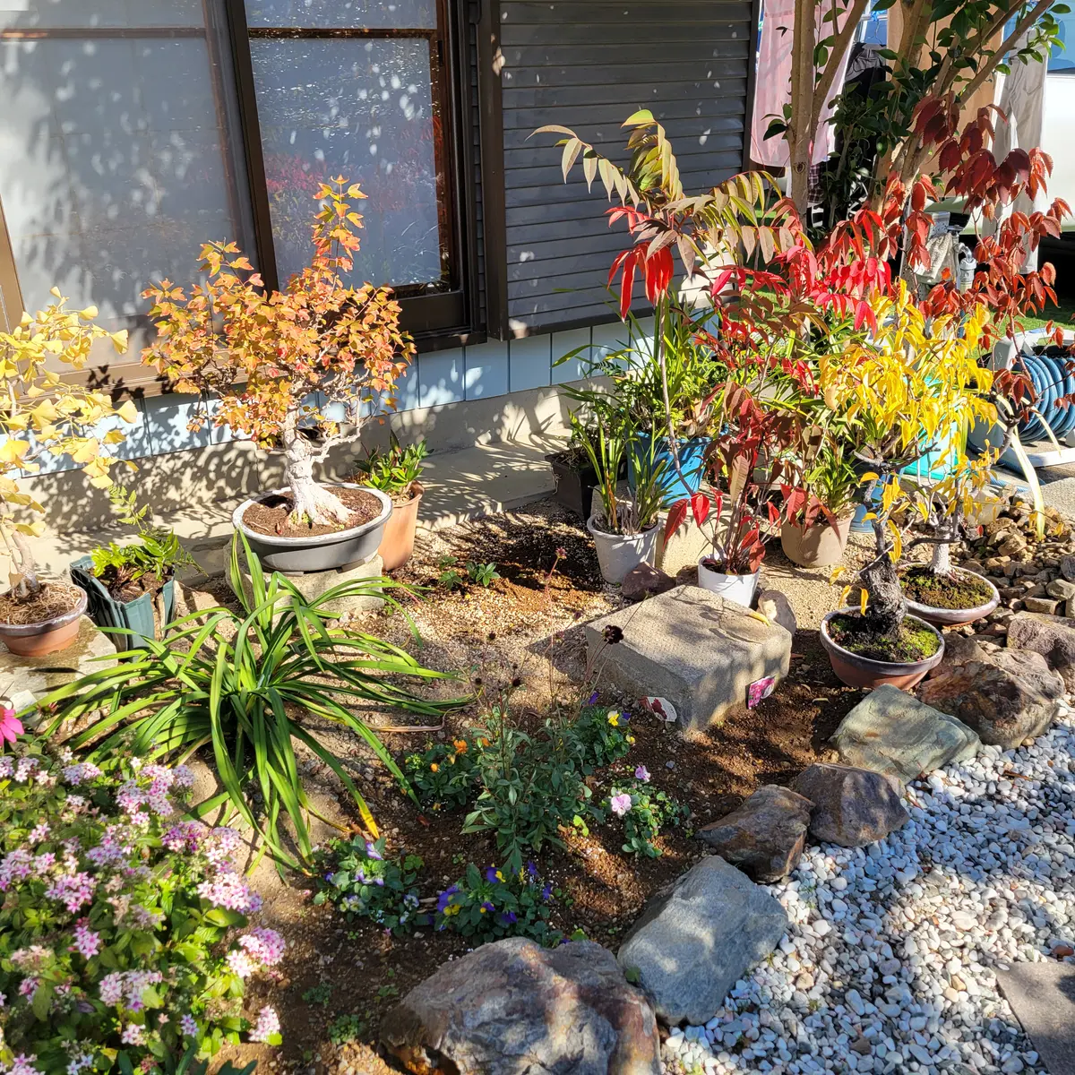 ひろみ園芸 ヒロミhiromiさんの園芸日記-みんなの趣味の園芸