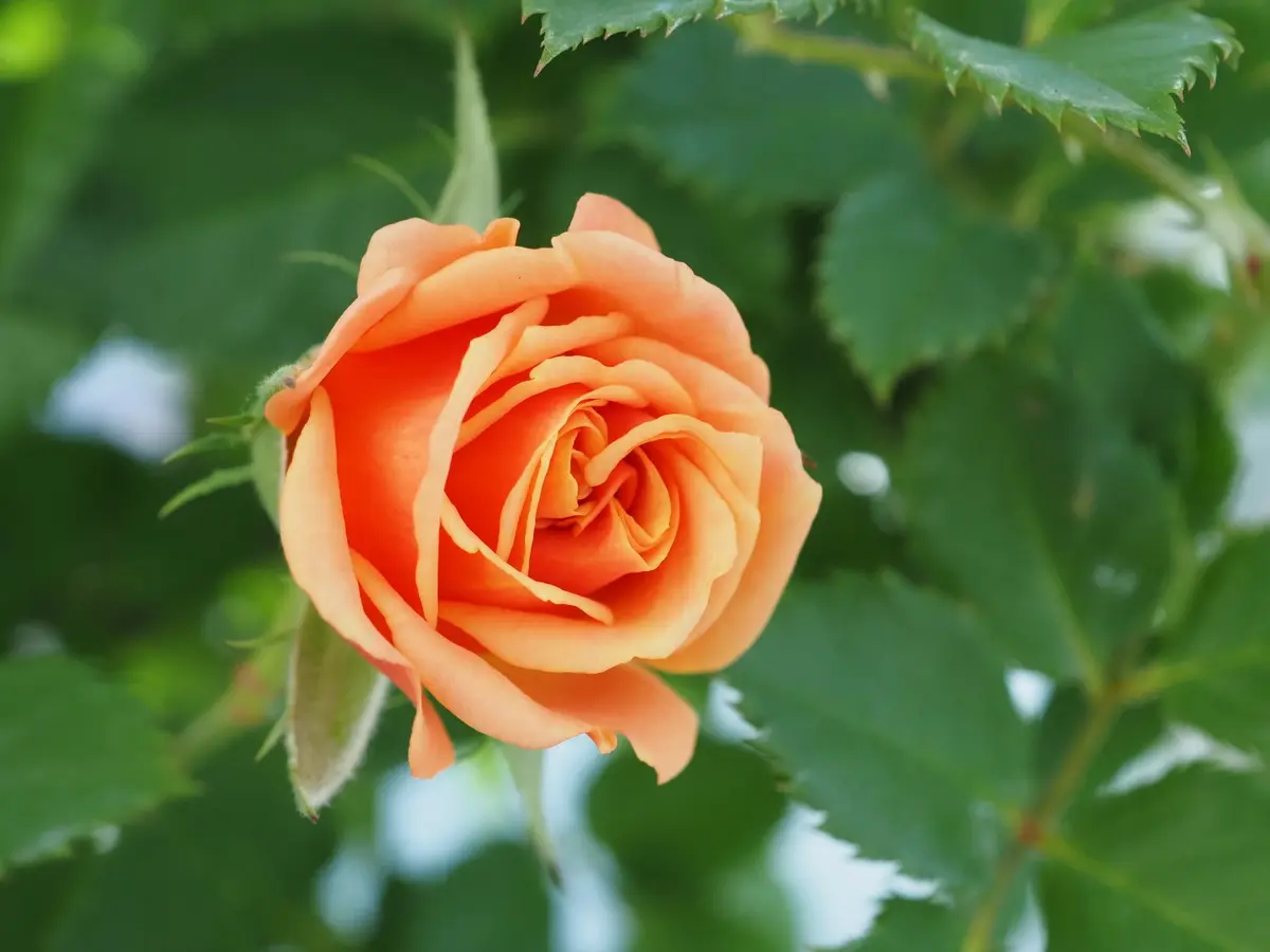 秋薔薇ほぼ1か月｜園芸日記by蝶野｜みんなの趣味の園芸｜1396712