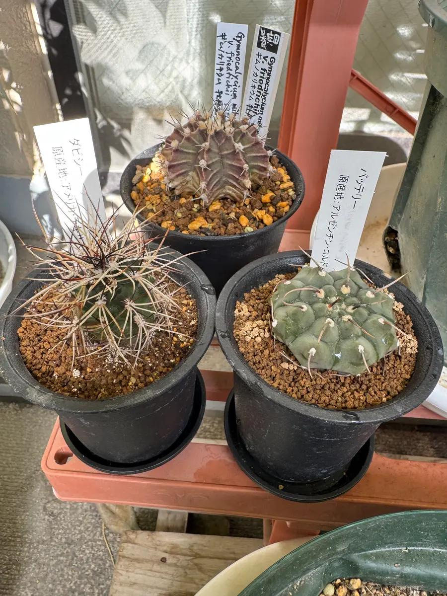 20251122②サボテンたち｜園芸日記byさすらふ花好き｜みんなの趣味の