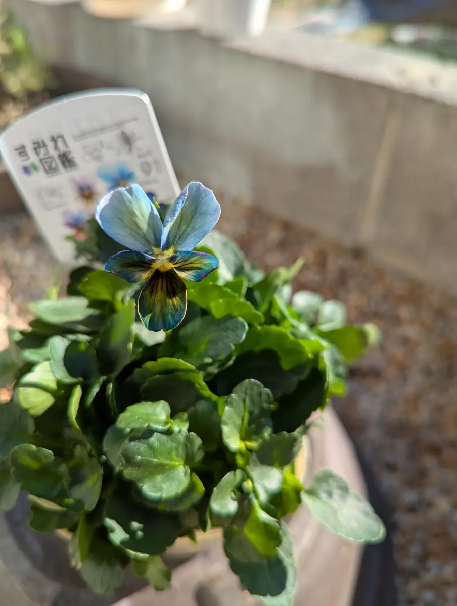 パルプンテ 1苗 すみれ図鑑 1苗 shuta's selection すみれ図鑑｜園芸