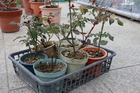 挿し木のバラ苗｜園芸日記byann｜みんなの趣味の園芸｜1397250