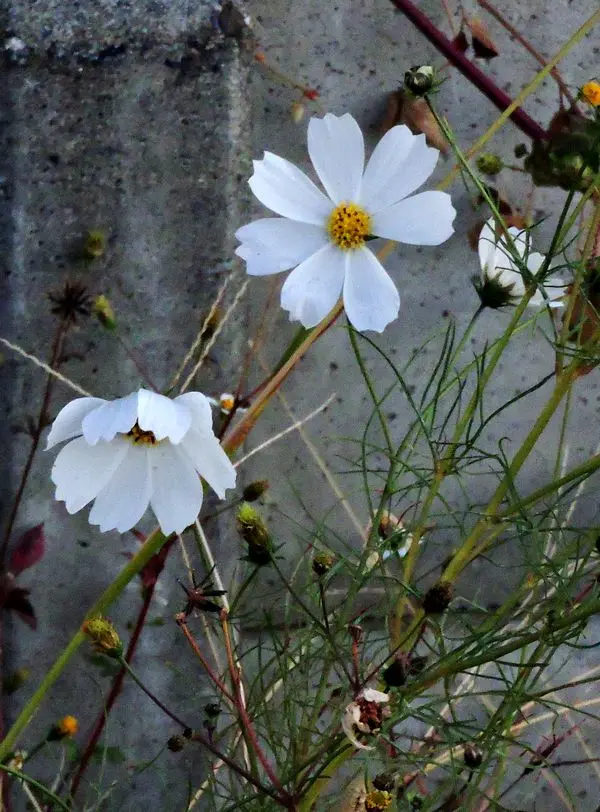散歩道の花～コスモス｜園芸日記byほんわか猫｜みんなの趣味の園芸