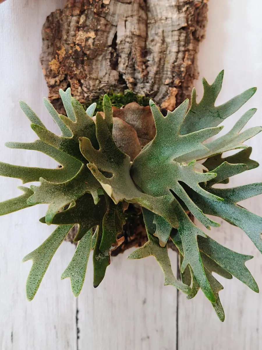 いい感じになってきた、ビカクシダ・ウィリンキー・OMGスポアさん