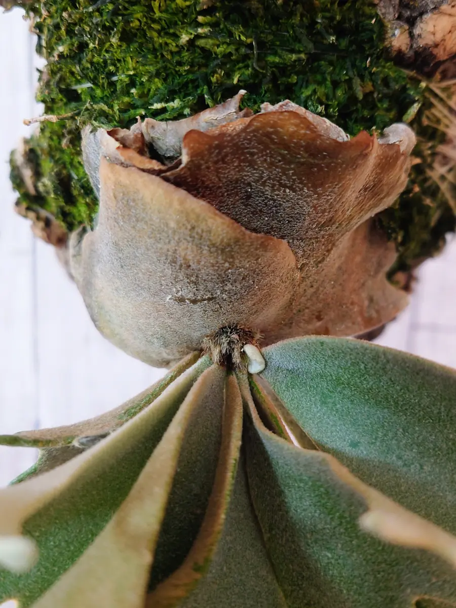 いい感じになってきた、ビカクシダ・ウィリンキー・OMGスポアさん