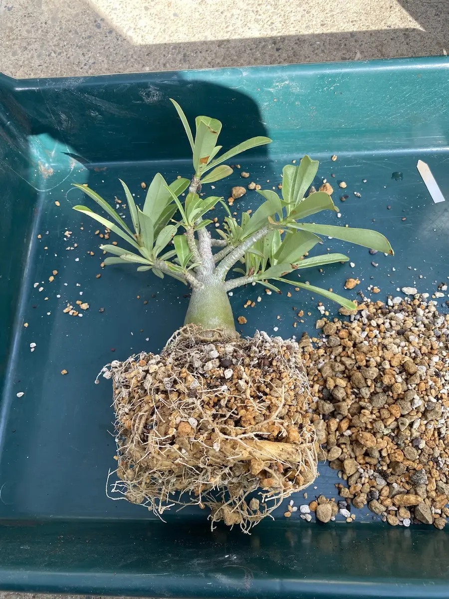 アデニウム オベスム綴化 アデニウム綴化 | コタブロ日記 多肉植物