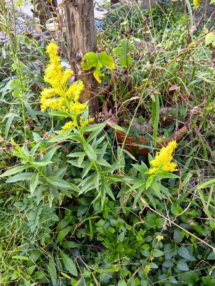 背高泡立草(セイタカアワダチソウ)〔写真1枚目〕-繭虫さんの日記