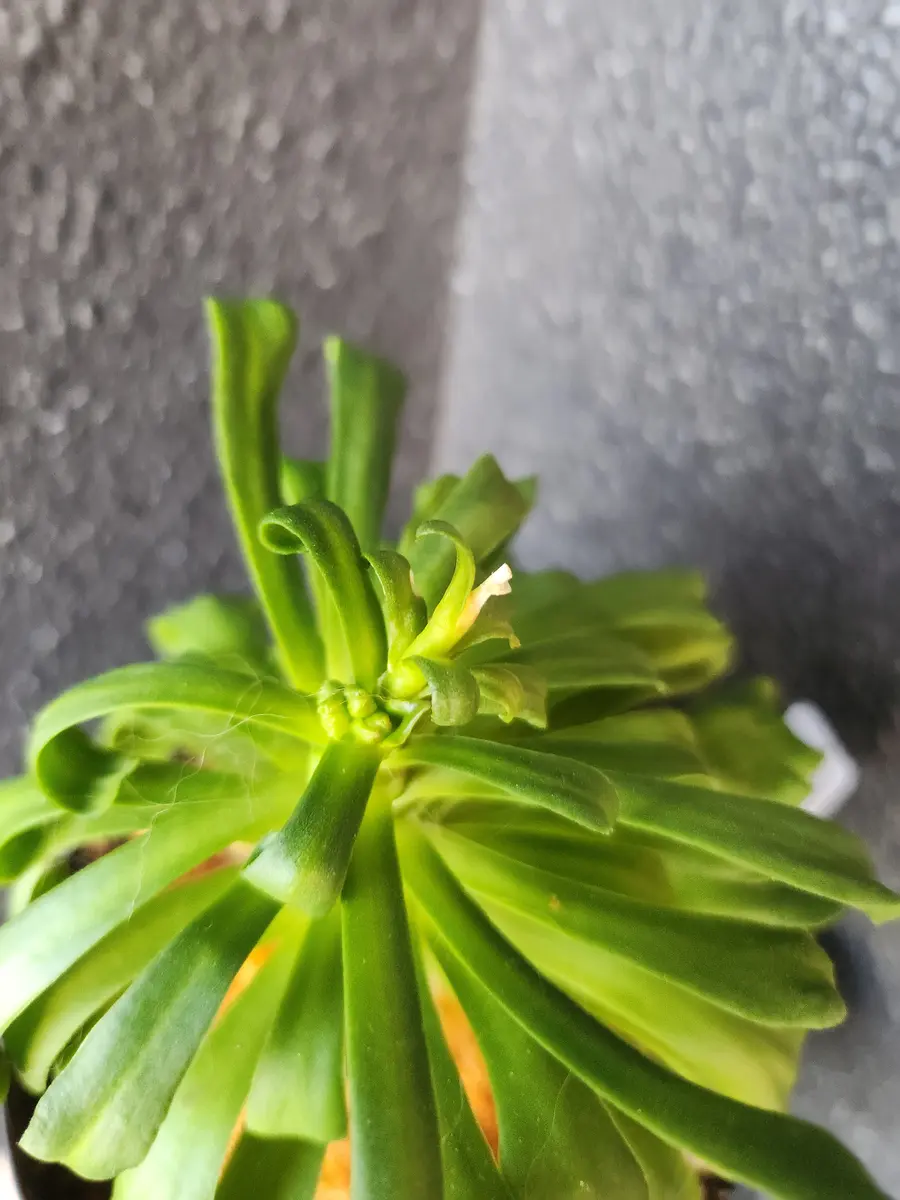 成長点が花芽になったレウィシア｜園芸日記by律九｜みんなの趣味の園芸