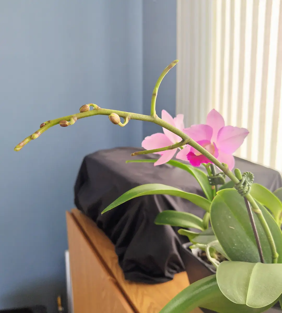 初カトレアの開花、胡蝶蘭の花芽｜園芸日記byhrt_ask｜みんなの趣味の