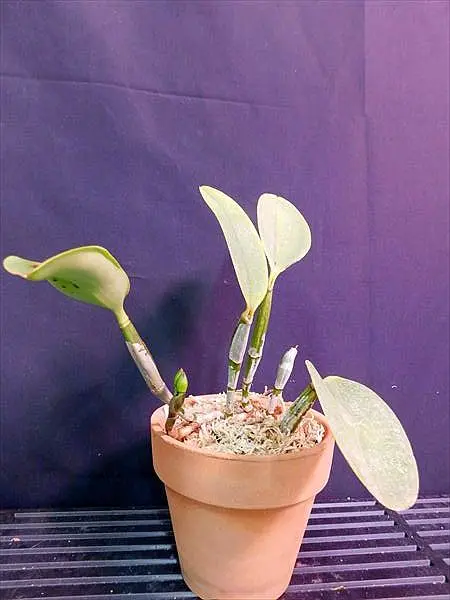 【花芽付】カトレア ワルケリアナ トクツ メリクロン 大きめ株 8号素焼き鉢 花芽付】カトレア ワルケリアナ トクツ メリクロン 大きめ株 8号素焼き