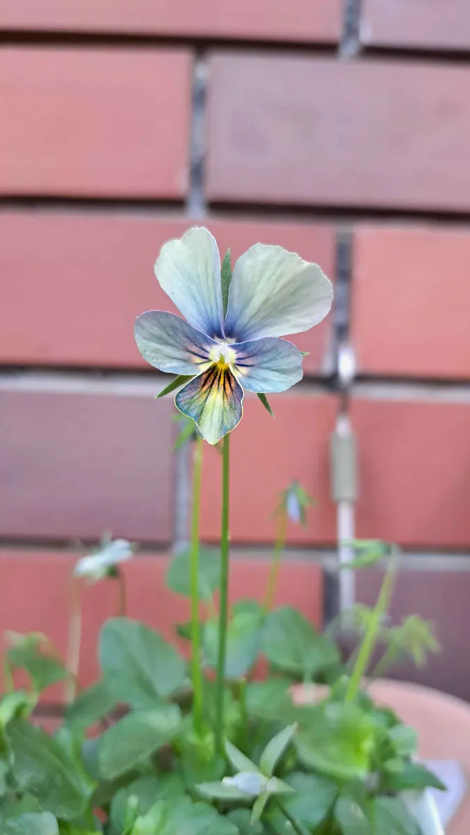 スミレ図鑑｜園芸日記by金子 明人｜みんなの趣味の園芸｜1398718