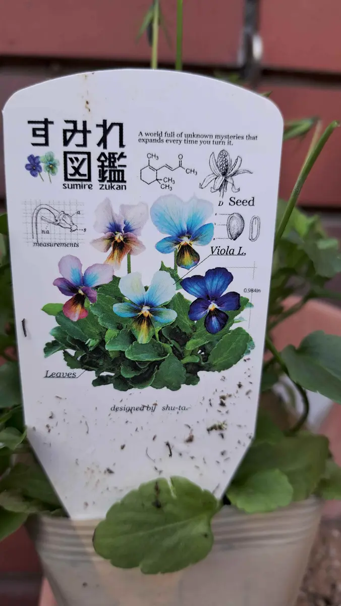 スミレ図鑑｜園芸日記by金子 明人｜みんなの趣味の園芸｜1398718