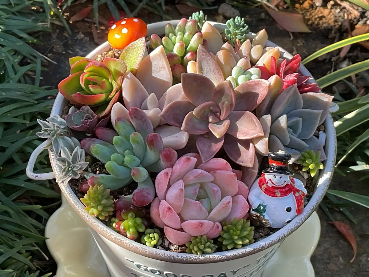 多肉植物の寄せ植え🎄｜園芸日記byゆみ⭐︎ひまわり｜みんなの趣味の