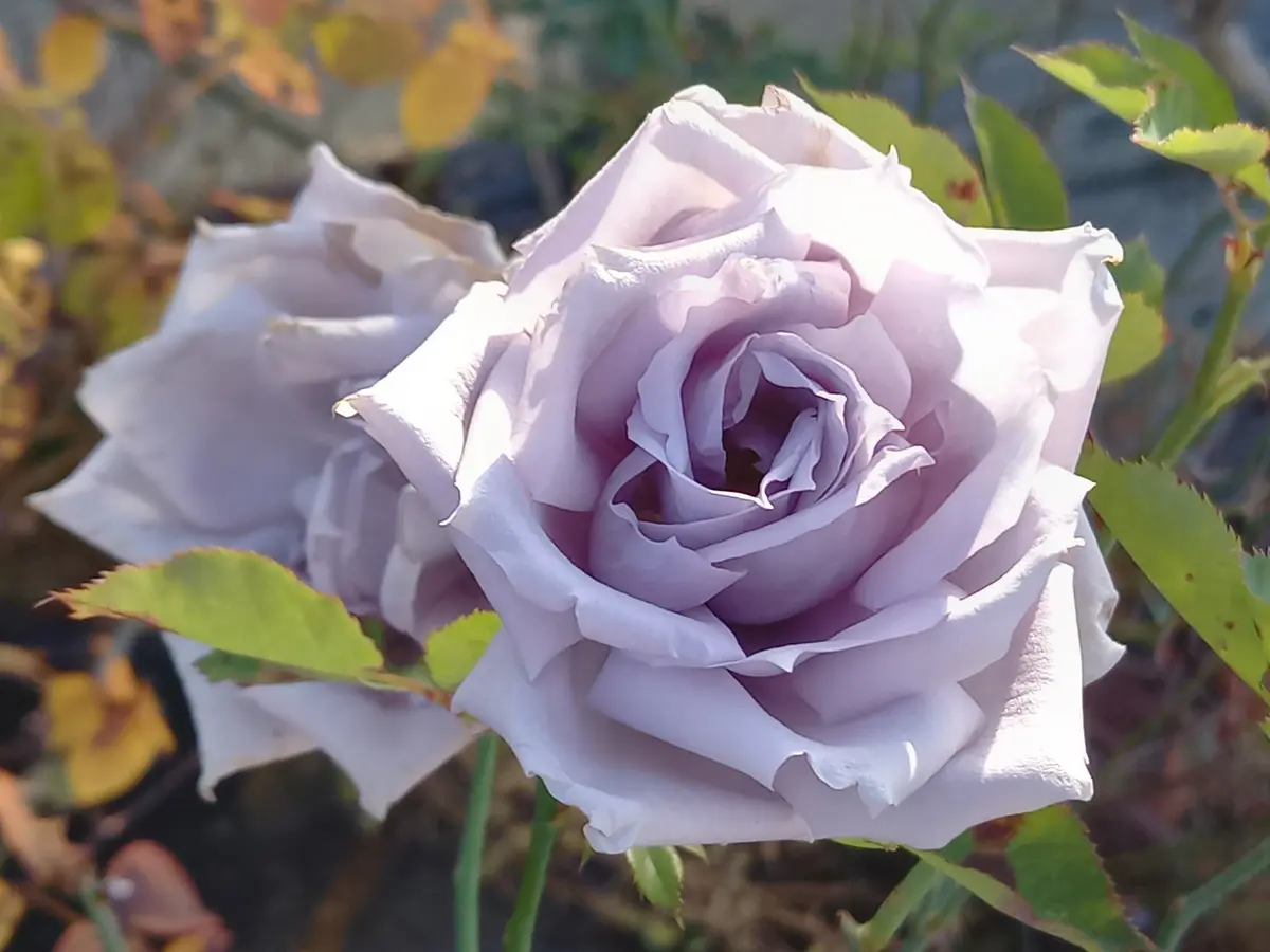 グレー猫ちゃんとメタリックなブルー系薔薇の花畑のハートトップボールペン❤ 今日のバラ③｜園芸日記byこんちゃん｜みんなの趣味の園芸｜1398943