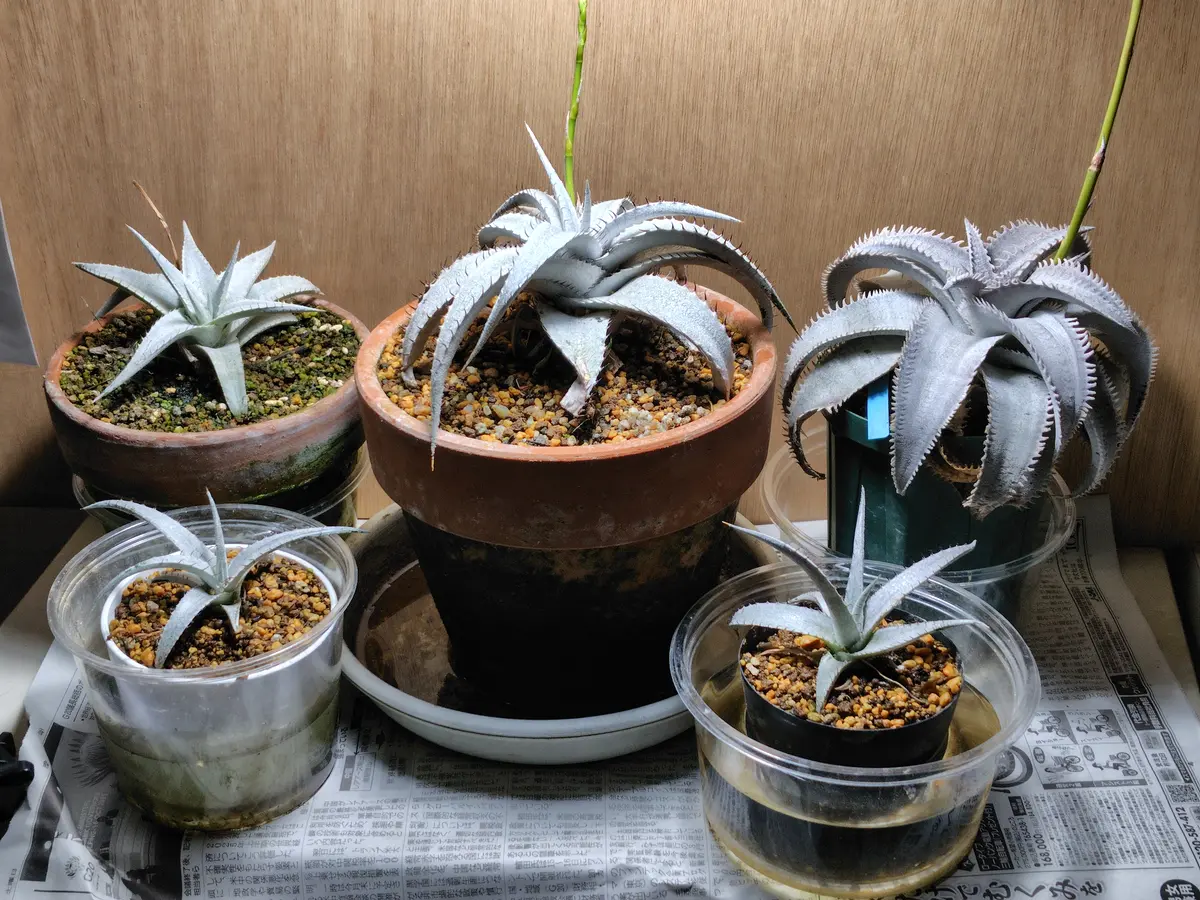 ディッキア・ブラウニー｜園芸日記by鹿せんべい｜みんなの趣味の園芸