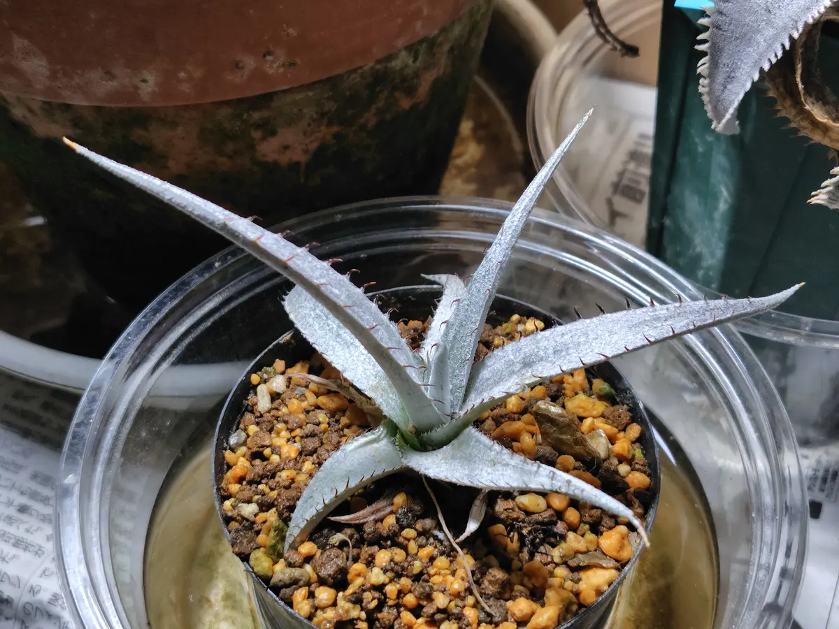 ディッキア・ブラウニー｜園芸日記by鹿せんべい｜みんなの趣味の園芸