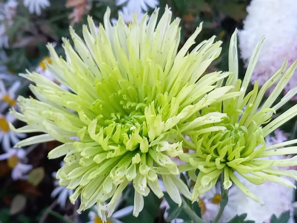 グリーンの菊｜園芸日記byこんちゃん｜みんなの趣味の園芸｜1399890