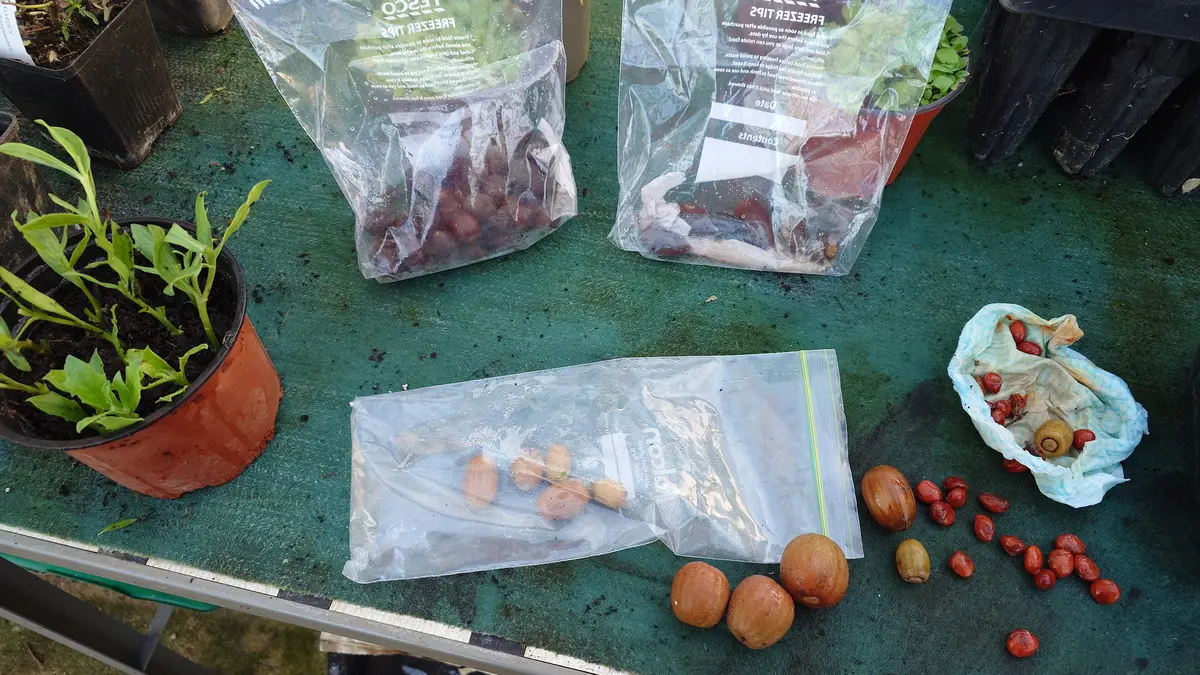 まだまだ続く どんぐり｜園芸日記byぷしす｜みんなの趣味の園芸｜1399963