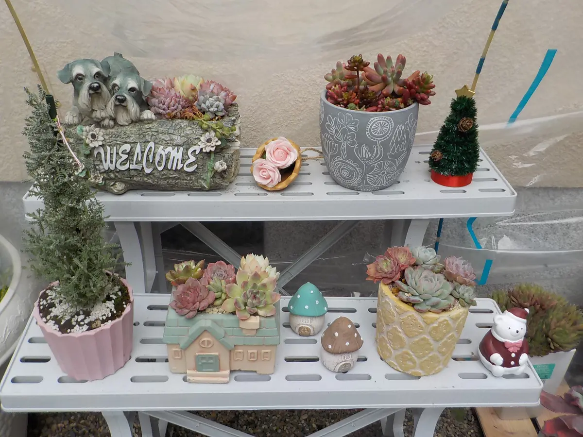 婆の多肉棚｜園芸日記byすてきなおじいちゃん｜みんなの趣味の園芸