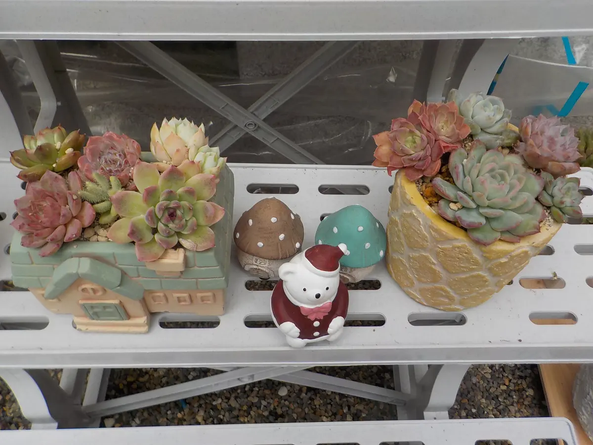 婆の多肉棚｜園芸日記byすてきなおじいちゃん｜みんなの趣味の園芸