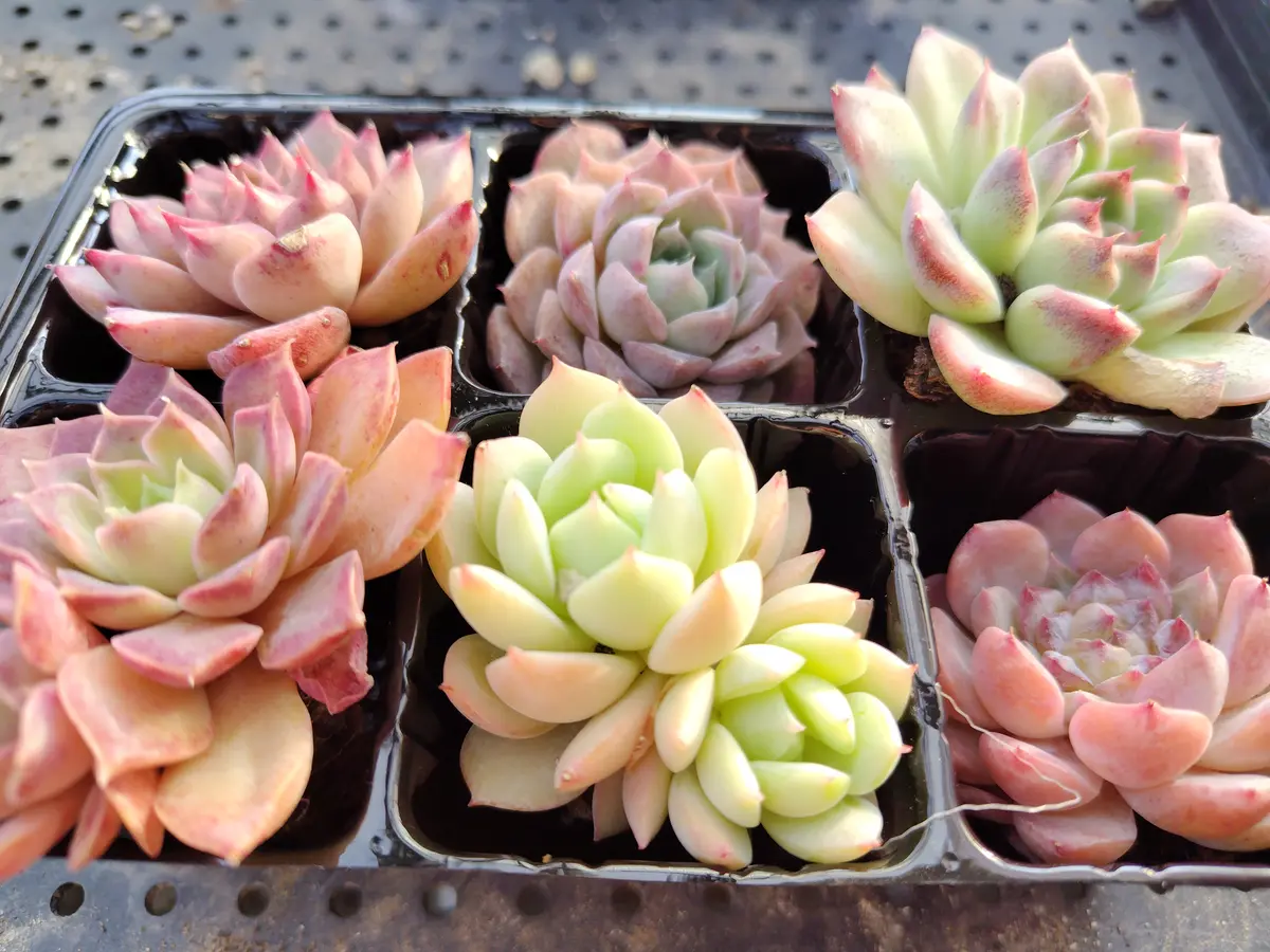 婆の多肉棚｜園芸日記byすてきなおじいちゃん｜みんなの趣味の園芸