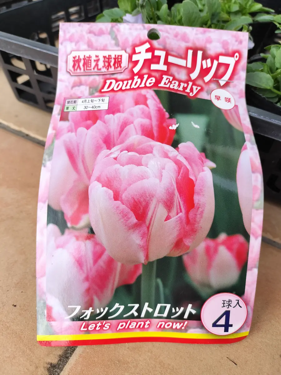 チューリップ購入🌷｜園芸日記byチョコみかん｜みんなの趣味の園芸