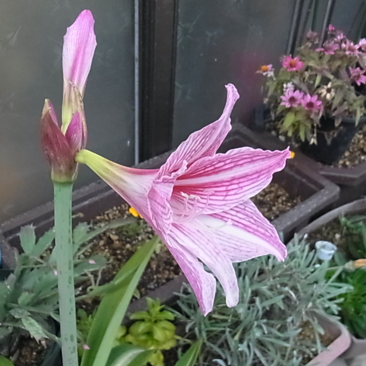 アマリリスとアゲラタムの花とガーベラの蕾｜園芸日記byblanca7977｜みんなの趣味の園芸｜1400262
