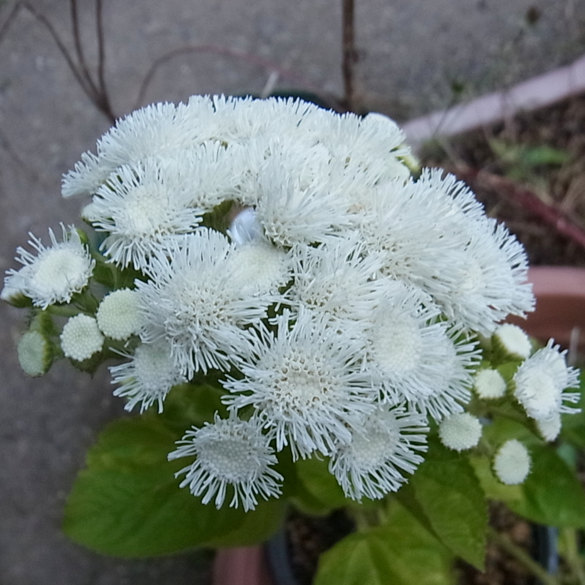 アマリリスとアゲラタムの花とガーベラの蕾｜園芸日記byblanca7977｜みんなの趣味の園芸｜1400262