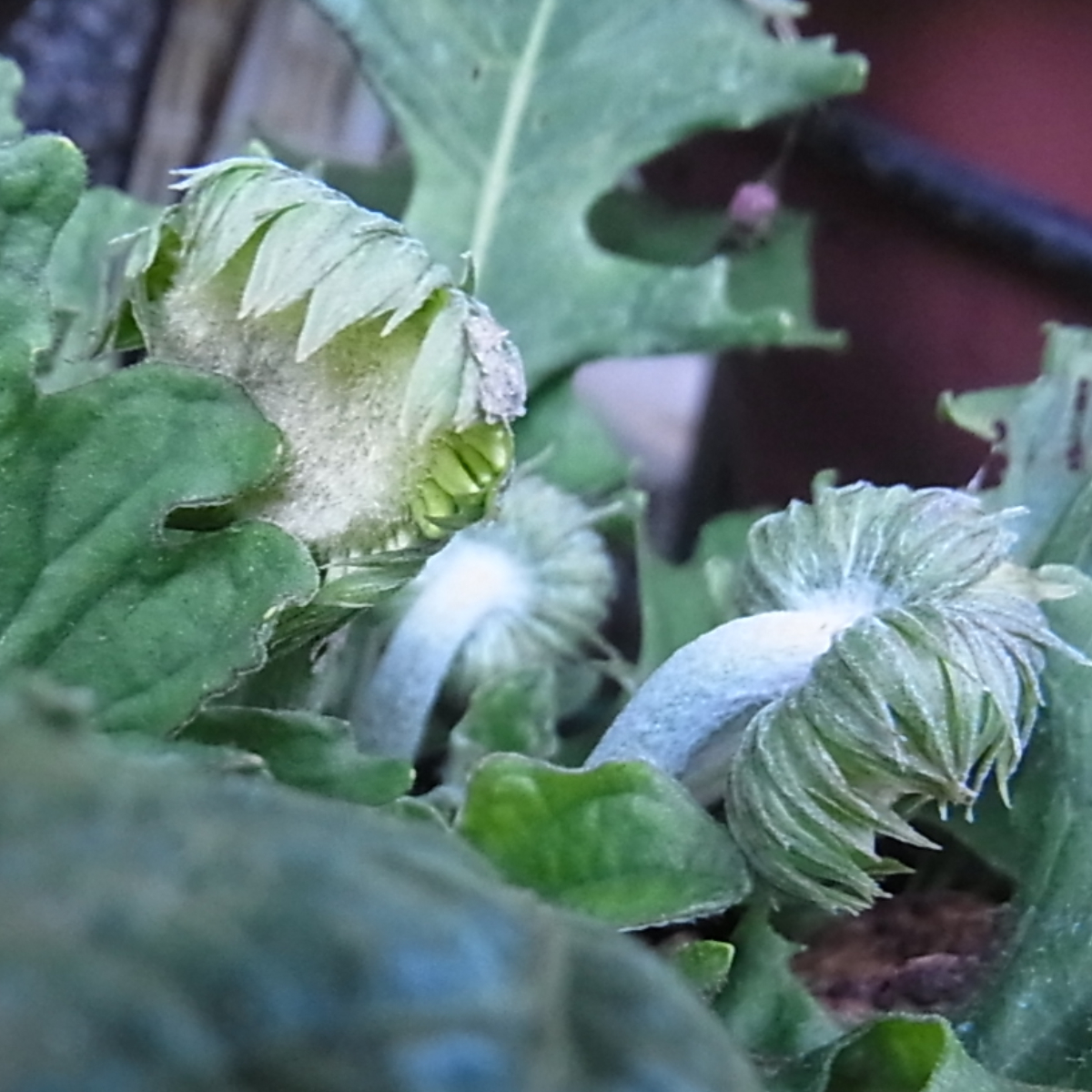 アマリリスとアゲラタムの花とガーベラの蕾｜園芸日記byblanca7977｜みんなの趣味の園芸｜1400262