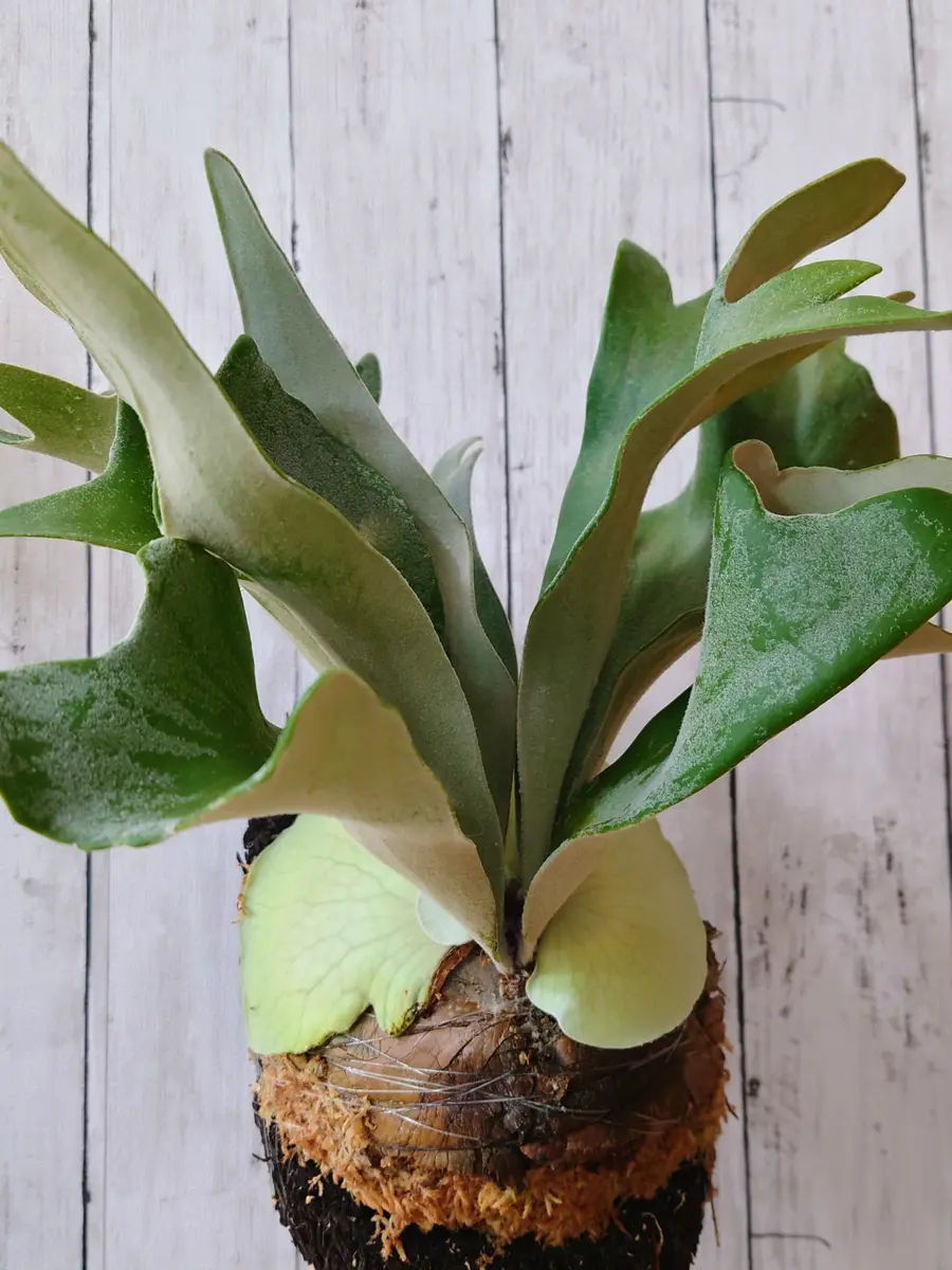 これからに期待！ビカクシダ・ウィリンキー・セルソタツタさん。｜園芸