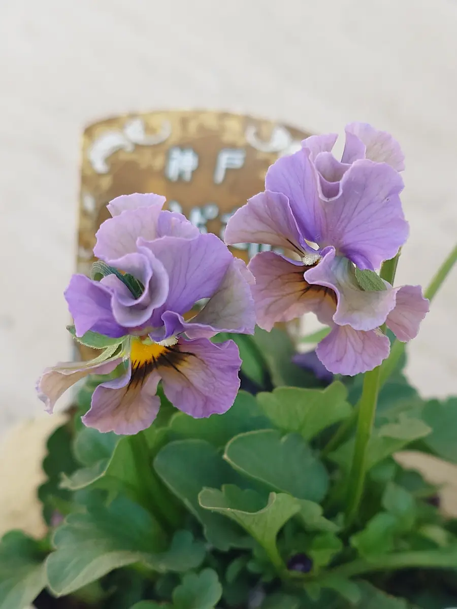 M*I様 ビオラ　神戸べっぴんさん　オールドルーキー　2苗セット　② 神戸べっぴんさんオールドルーキー｜園芸日記byNash｜みんなの趣味の