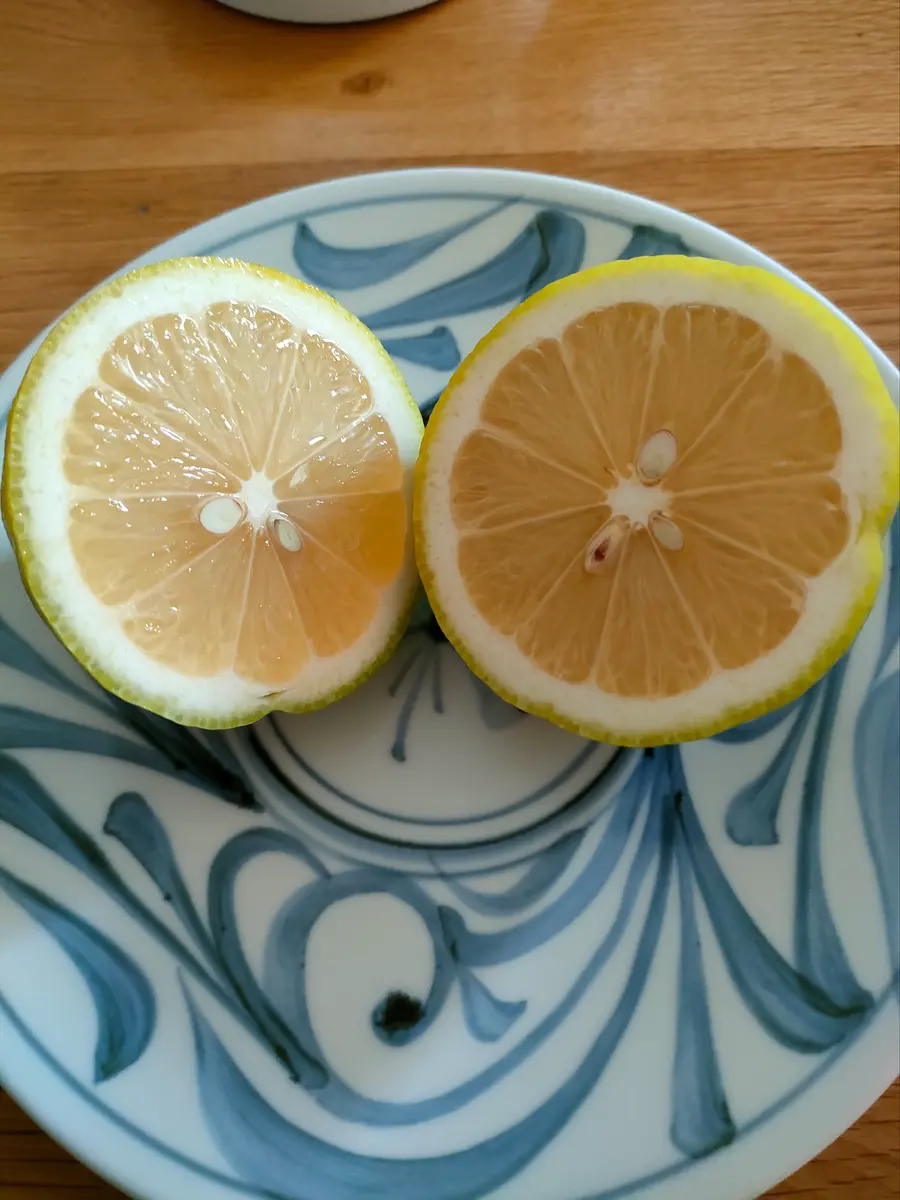 レモン🍋｜園芸日記byいちごらっぱ｜みんなの趣味の園芸｜1400664