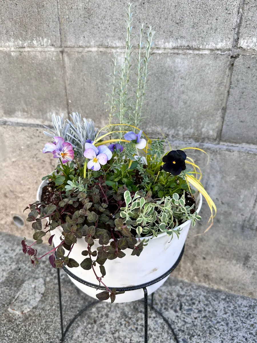 ケヤキ　　（寄せ植え)　撮影日2023,10,26日（15～20枚目) 寄せ植え完成！｜園芸日記byみゃーこ｜みんなの趣味の園芸｜1401194