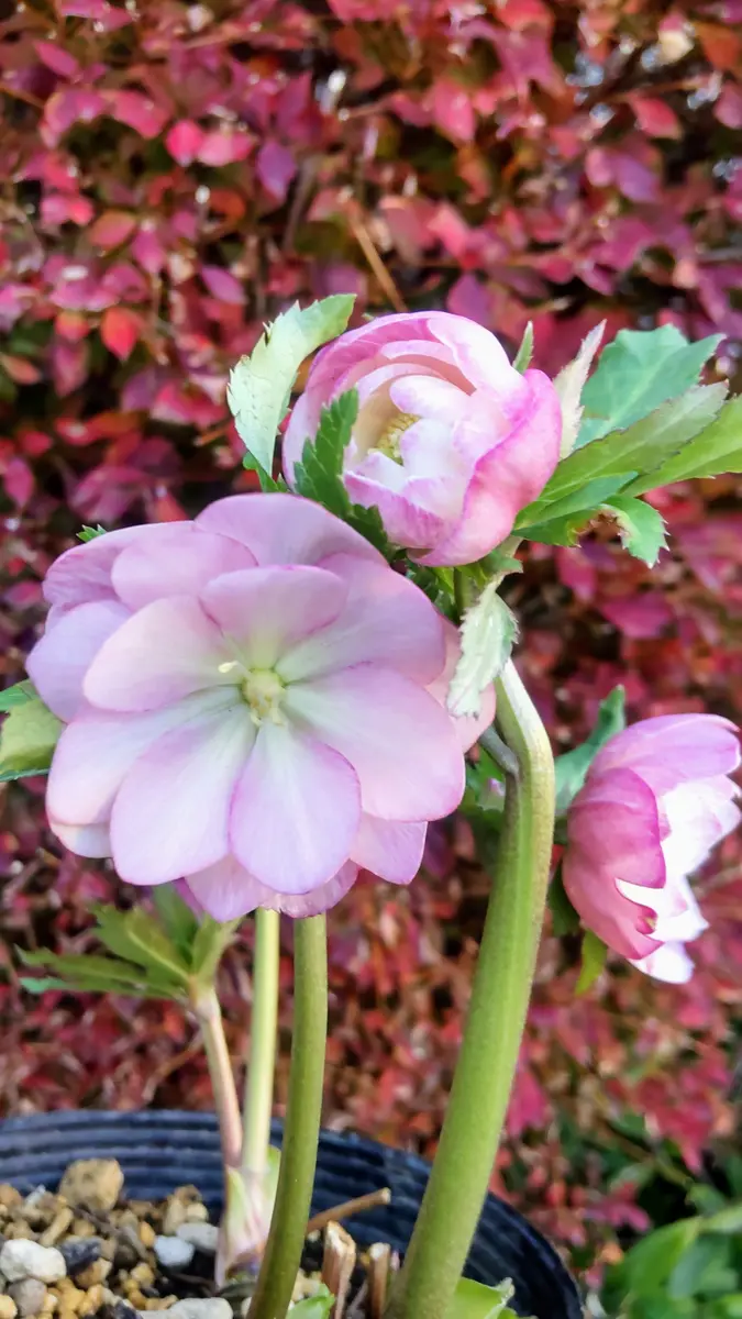 クリスマスローズの日記一覧|さいちぇんさんの園芸日記-みんなの趣味の園芸