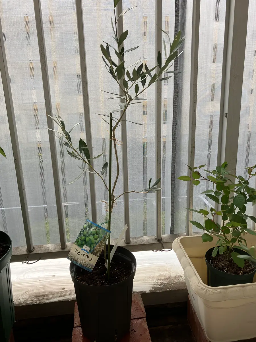 斑入りオリーブ苗　d 斑入りオリーブ 苗
