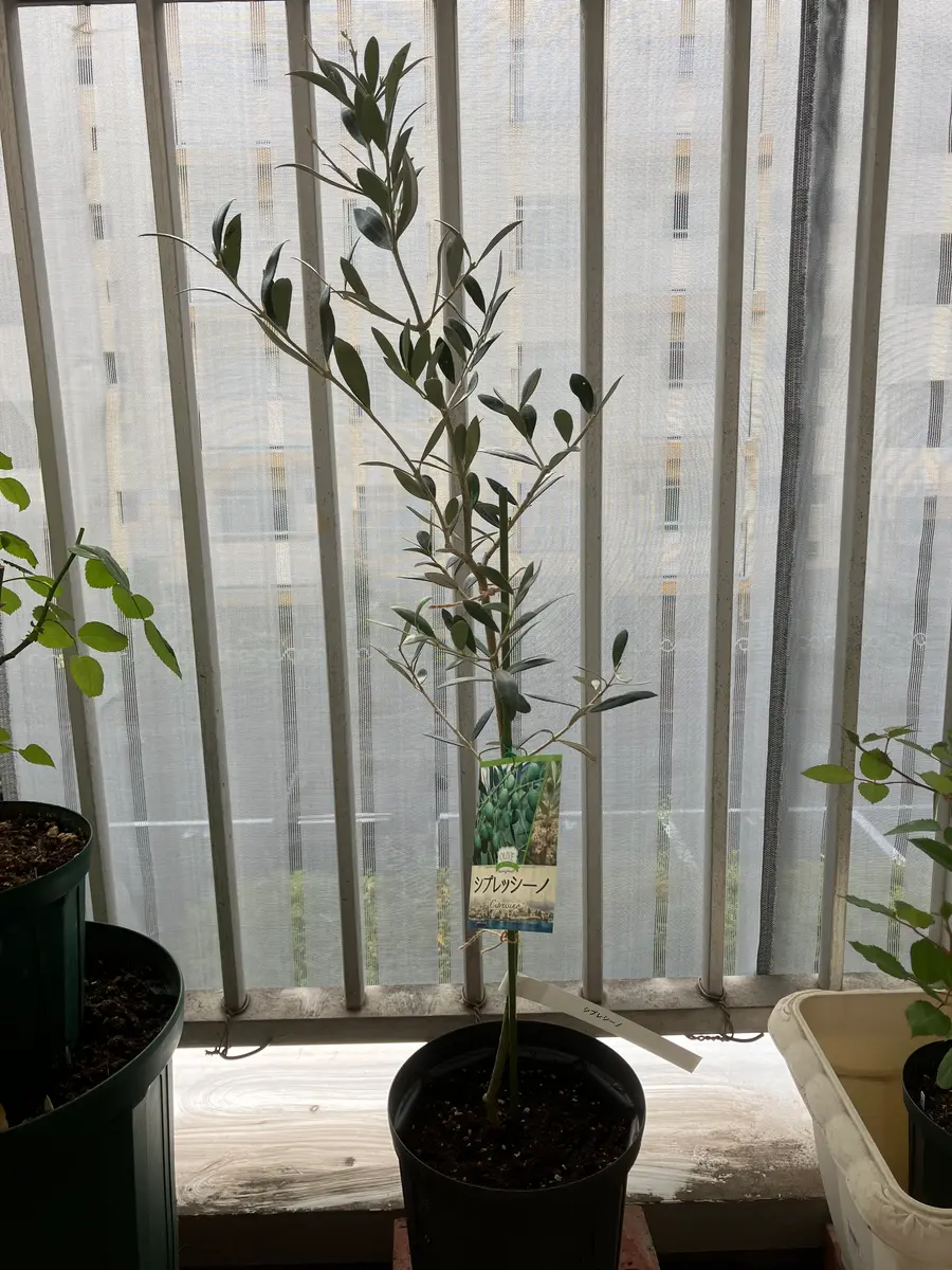オリーブ苗、植えました🪴｜園芸日記by和と洋｜みんなの趣味の園芸