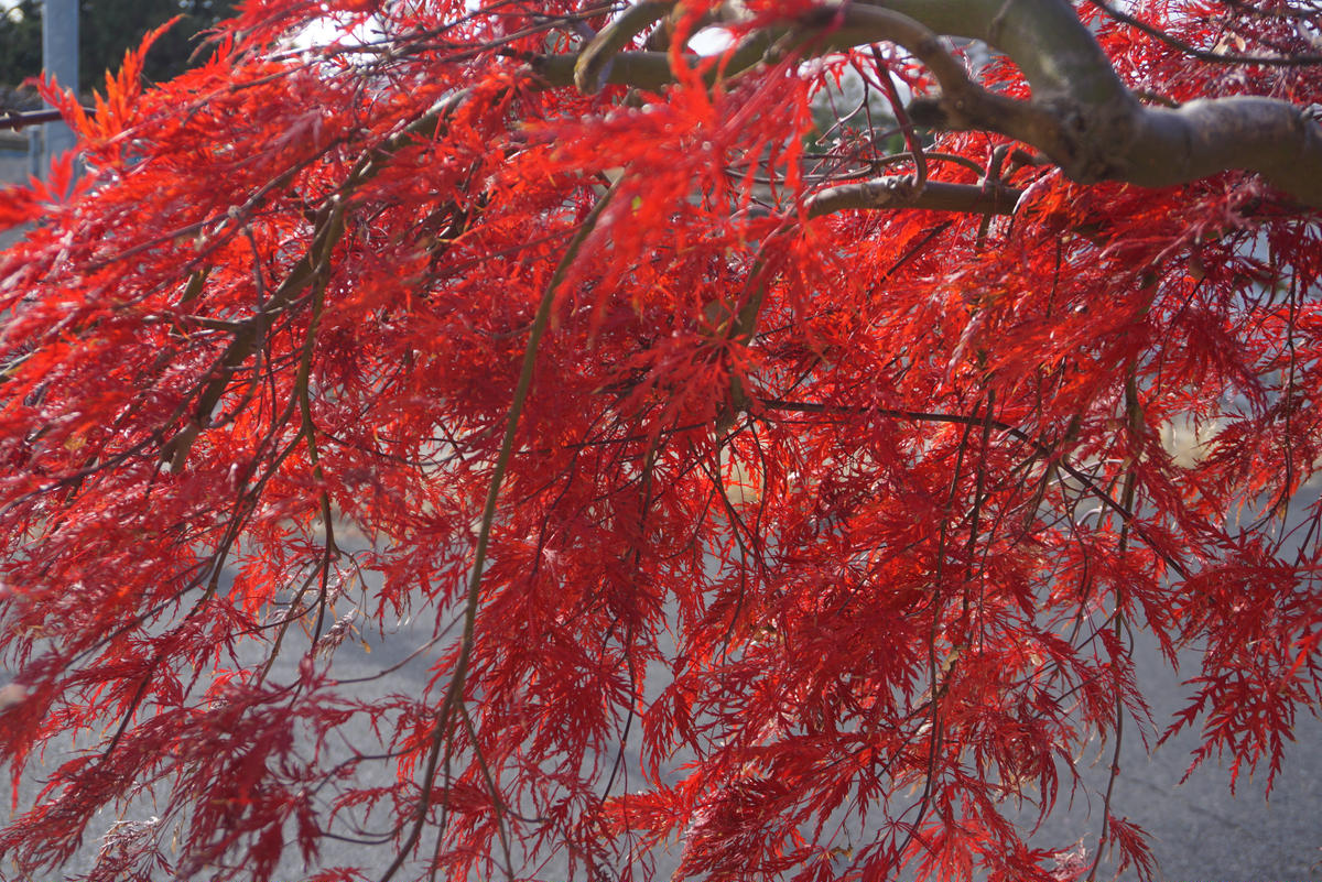 稲葉枝垂れモミジの紅葉｜園芸日記byあめんぼ｜みんなの趣味の園芸 
