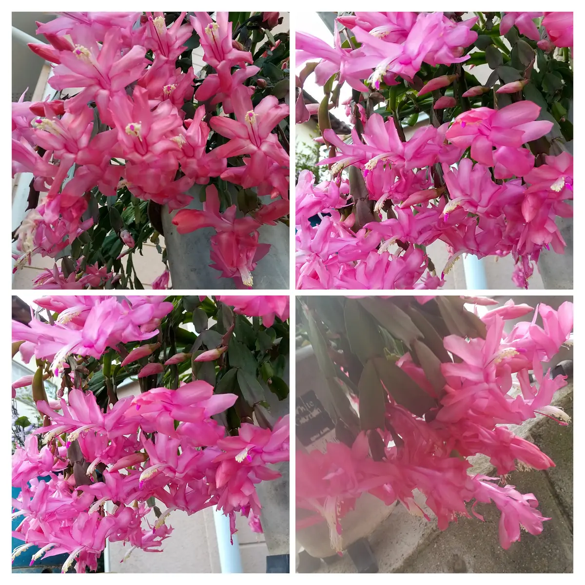 シャコバサボテン・菊・山茶花。｜園芸日記by花好きhamachan｜みんなの