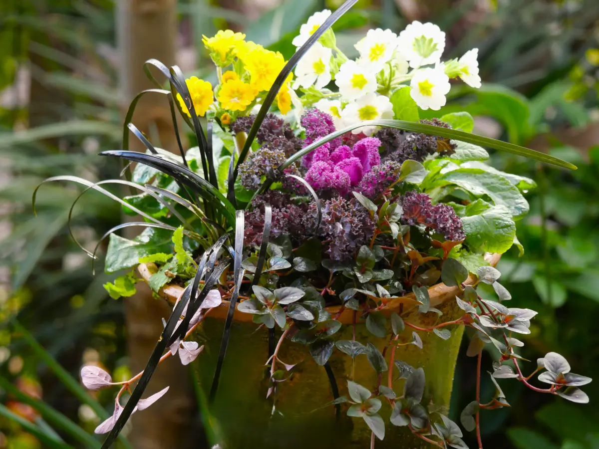 寄せ植えリニューアル｜園芸日記byおれんじぺこ｜みんなの趣味の園芸