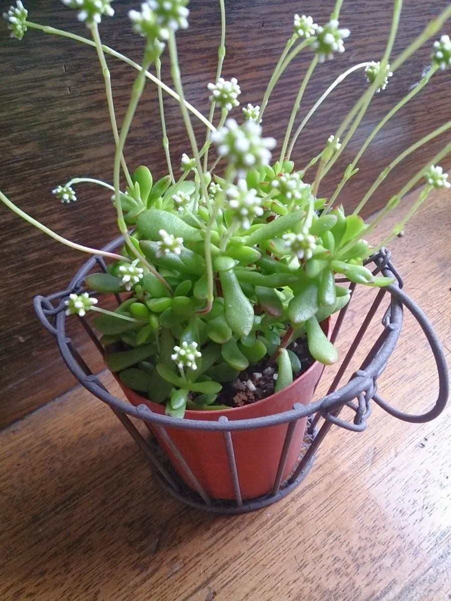 紅」色でないけど、紅稚児ちゃん♪♪｜園芸日記byいなっつま｜みんなの