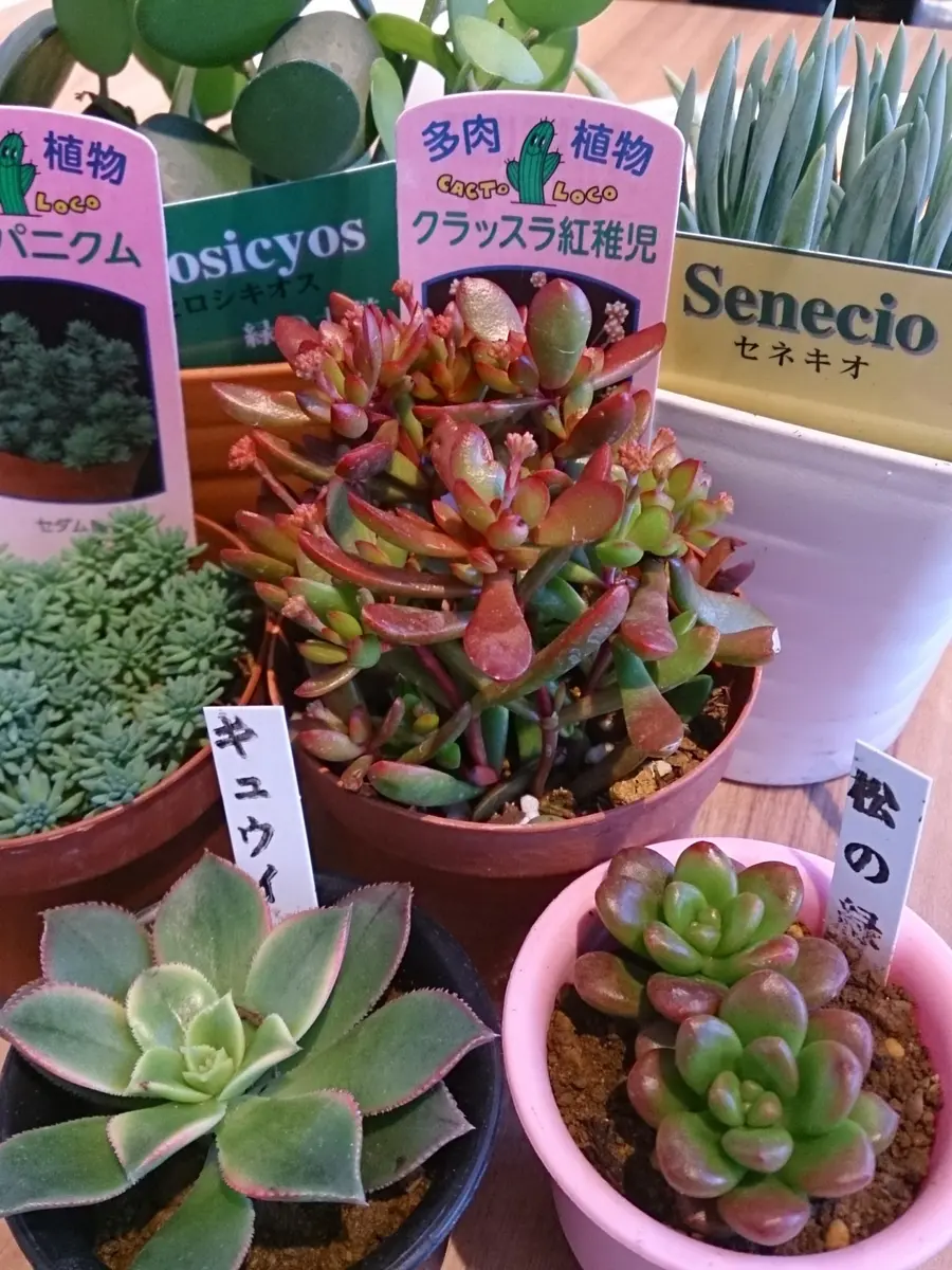 紅」色でないけど、紅稚児ちゃん♪♪｜園芸日記byいなっつま｜みんなの