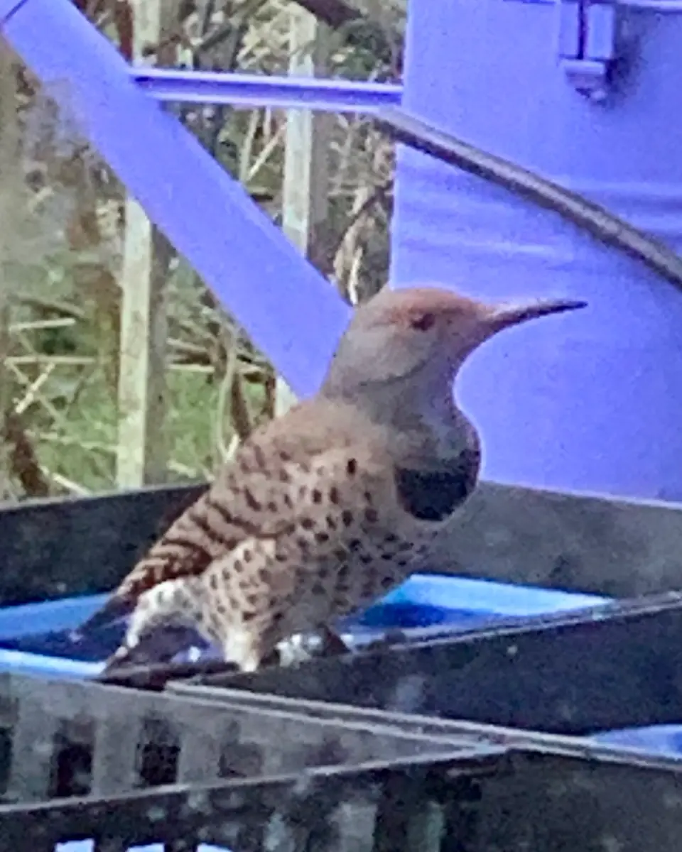 キツツキ2種｜園芸日記by猫あじさい｜みんなの趣味の園芸｜1402054