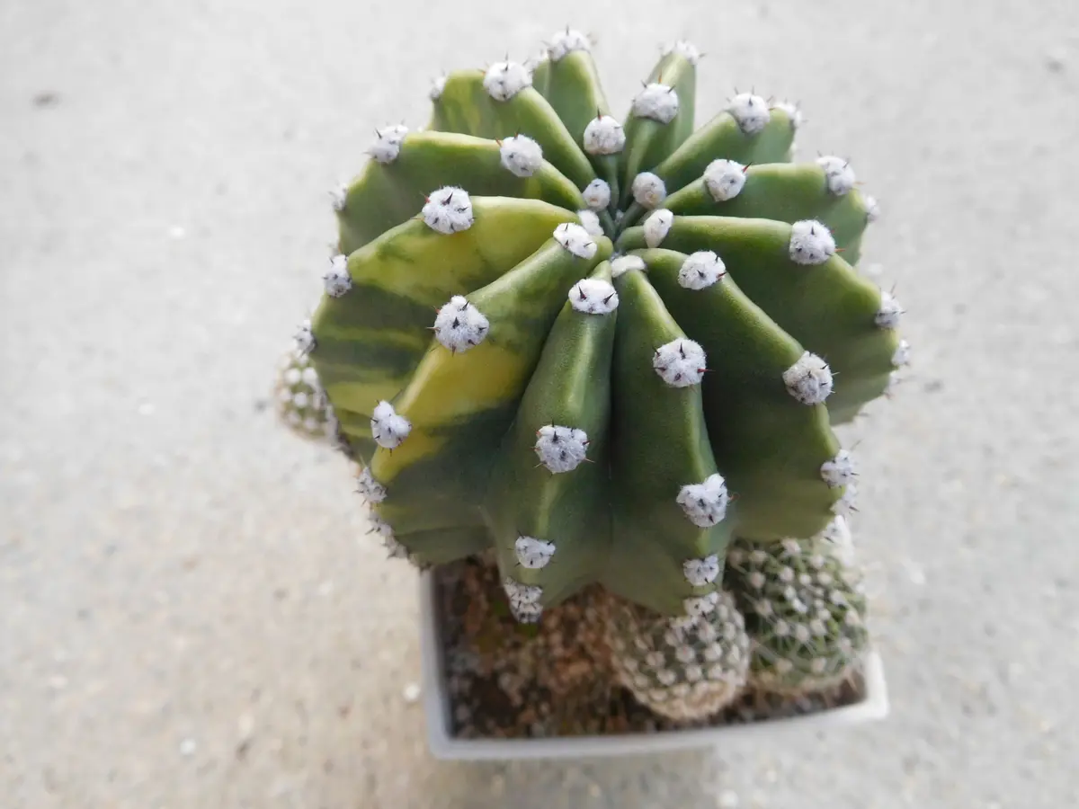 世界の図」だったのね｜園芸日記byひょこりんそう｜みんなの趣味の園芸