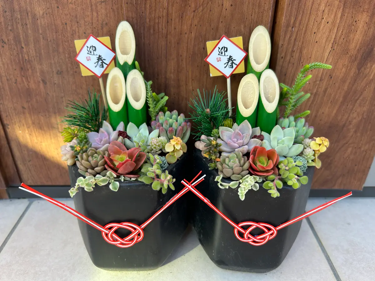 🌵多肉門松🌵｜園芸日記by花栞｜みんなの趣味の園芸｜1402787