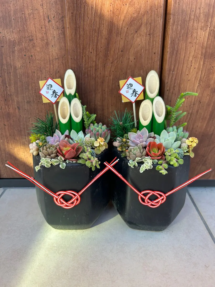 🌵多肉門松🌵｜園芸日記by花栞｜みんなの趣味の園芸｜1402787