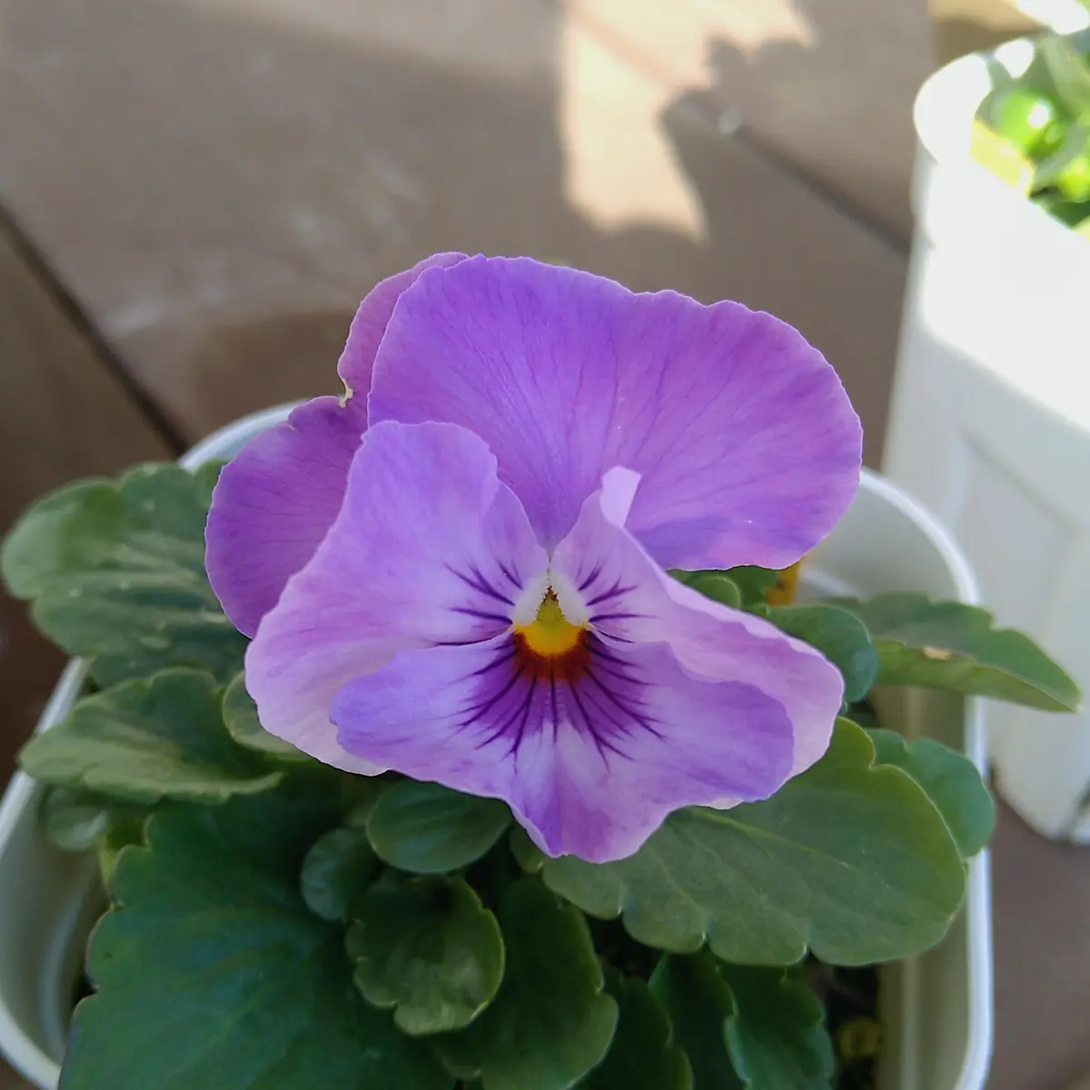 ビオラ　シェルブリエ　苗 楽天市場】シエルブリエ 苗の通販