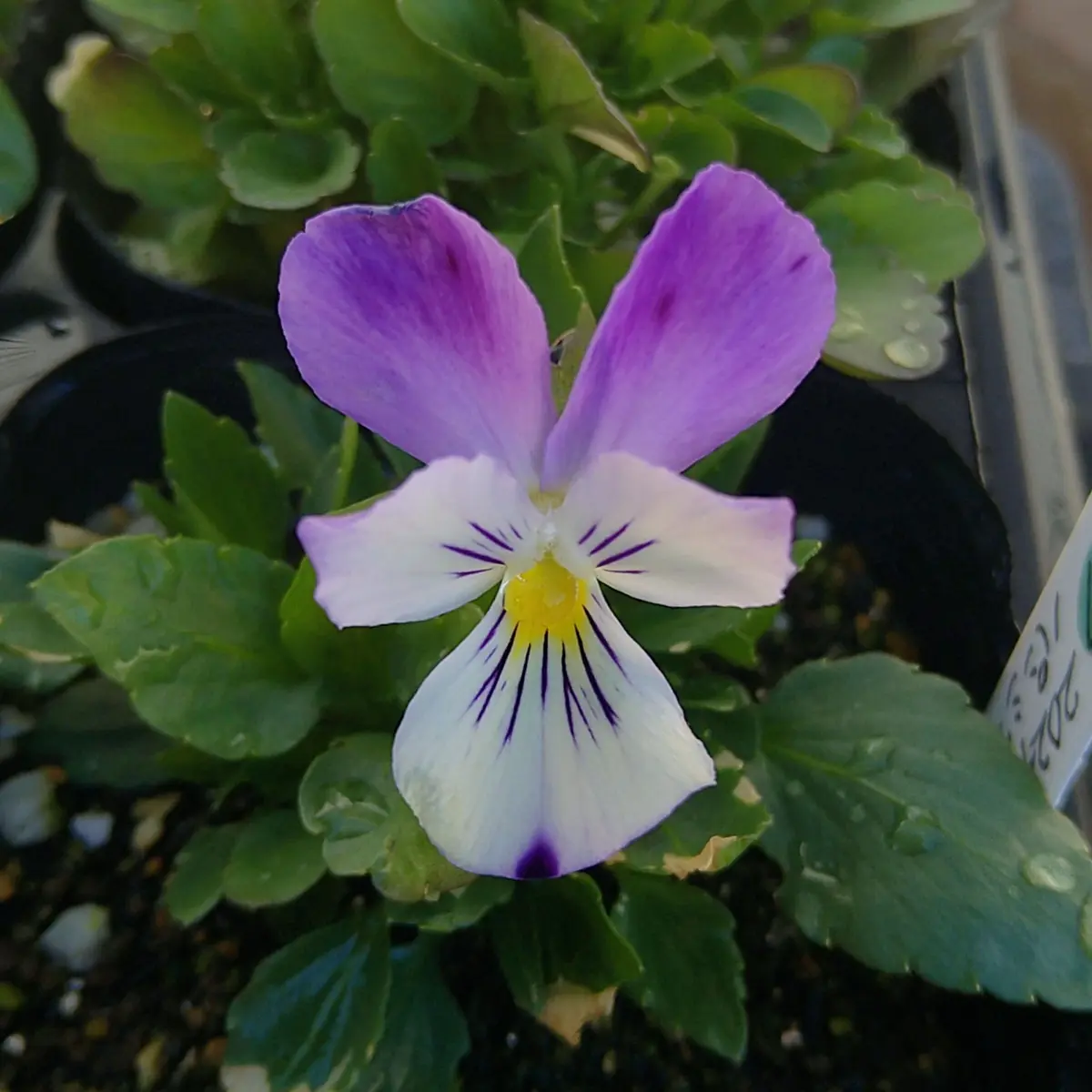 シエルブリエ1 パンジー・ビオラ2025】種まきっ子シエルブリエ！｜園芸日記